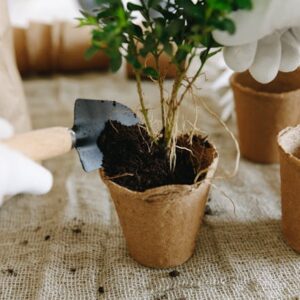 Native Bamboo Plants