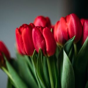 Red Rose Plant