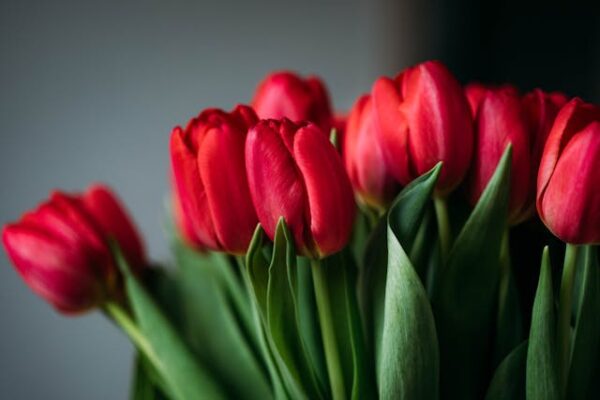 Red Rose Plant
